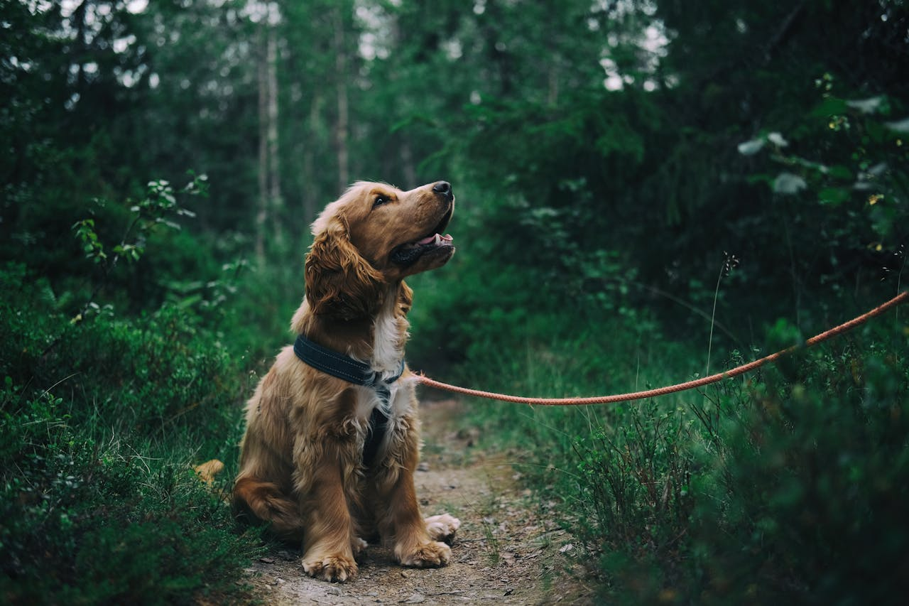 Paws & Polish groomer