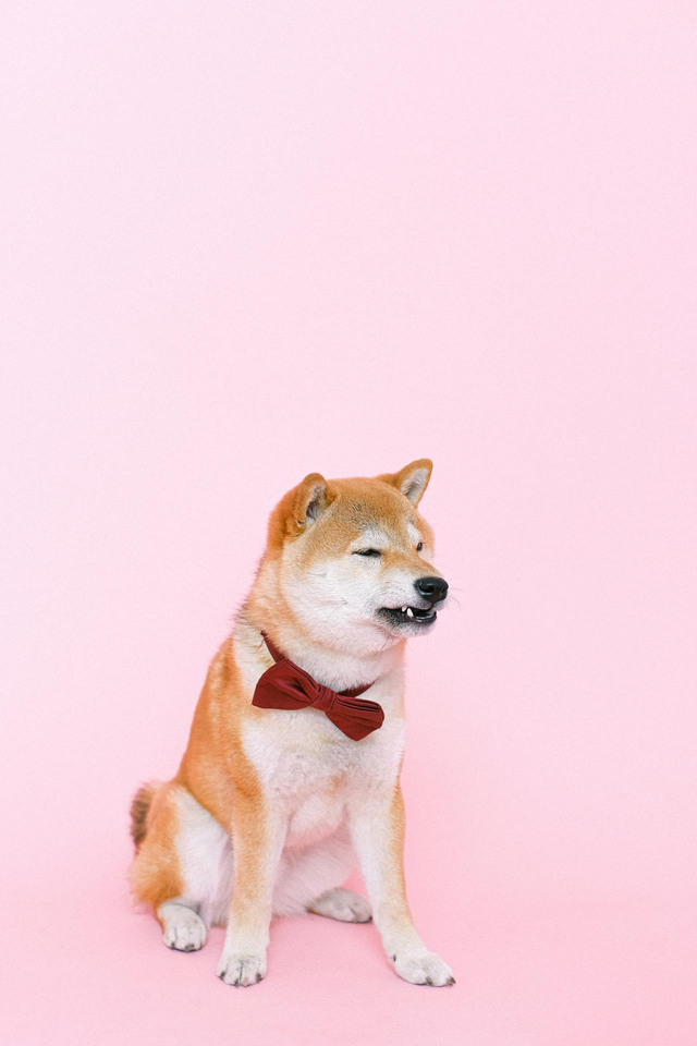 Dog getting pampered